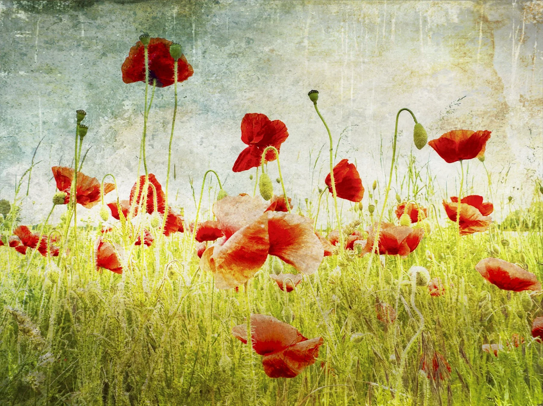 Summer Poppies.jpg