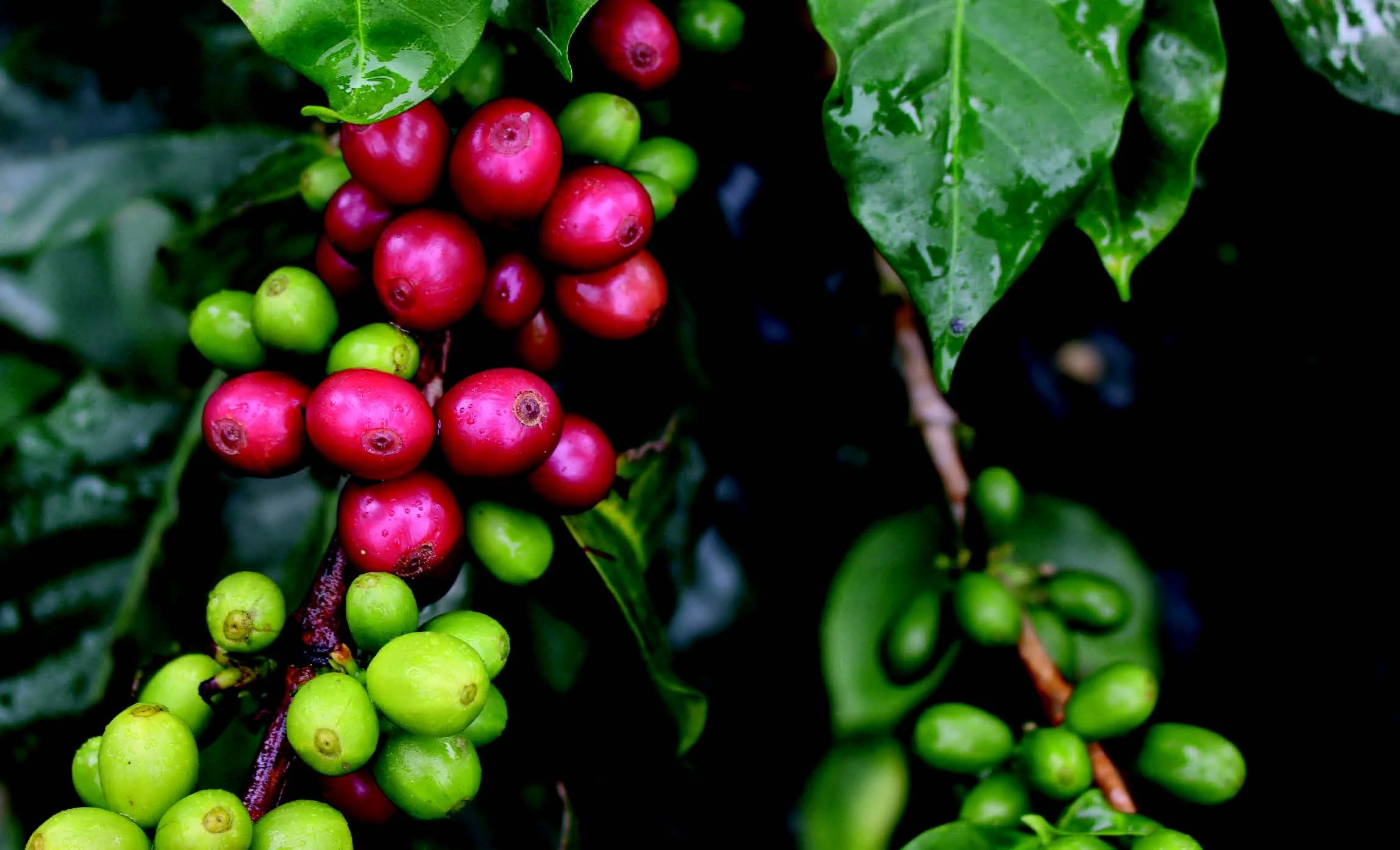 Peru Finca Los Santos 3.jpg