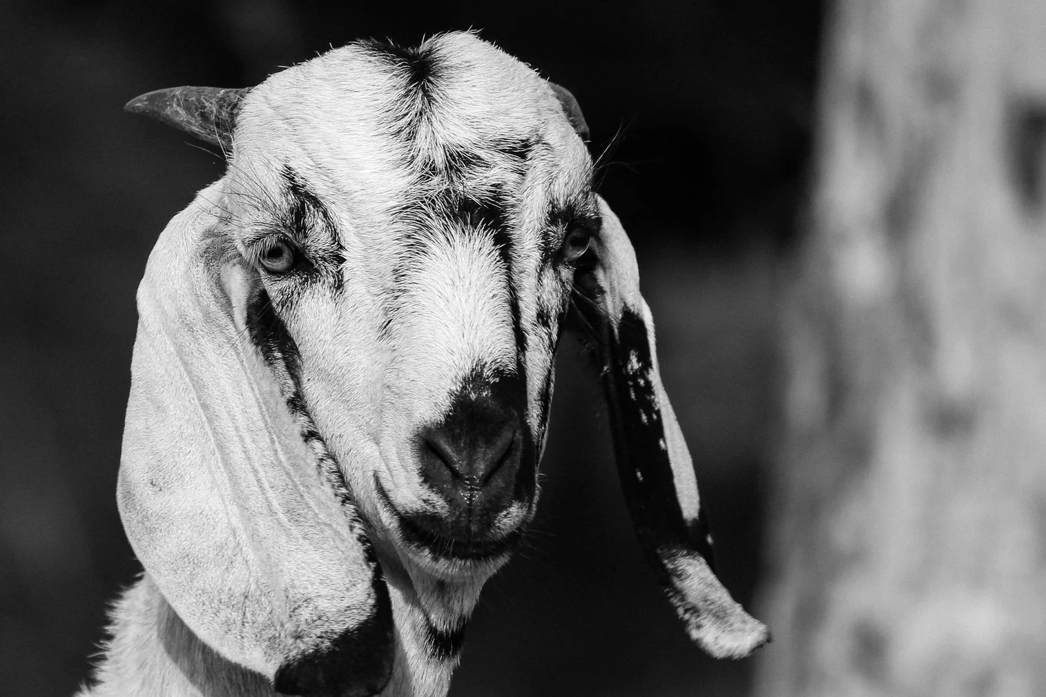 The origin of coffee