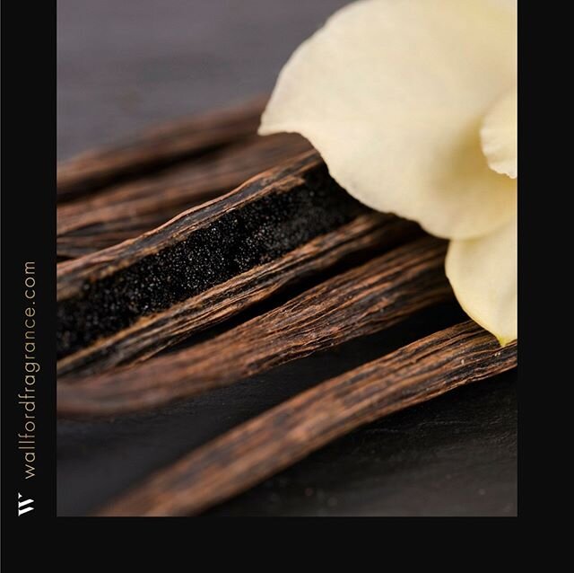 Day 9&mdash; Wallford Fragrance Lab - New York, NY.⠀⠀⠀⠀⠀⠀⠀⠀⠀
⠀⠀⠀⠀⠀⠀⠀⠀⠀
Ingredient: Vanilla⠀⠀⠀⠀⠀⠀⠀⠀⠀
⠀⠀⠀⠀⠀⠀⠀⠀⠀
You can&rsquo;t go wrong with vanilla, the world&rsquo;s most-loved⠀⠀⠀⠀⠀⠀⠀⠀⠀
fragrance and flavor. Taking only the best vanilla, we⠀⠀⠀⠀⠀⠀⠀⠀⠀