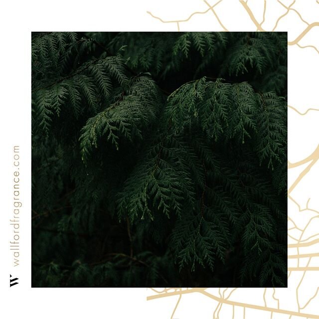 Day 11&mdash; Wallford Fragrance Lab - New York, NY.⠀⠀⠀⠀⠀⠀⠀⠀⠀
⠀⠀⠀⠀⠀⠀⠀⠀⠀
Ingredient: Cedar⠀⠀⠀⠀⠀⠀⠀⠀⠀
⠀⠀⠀⠀⠀⠀⠀⠀⠀
The rich, evergreen scent of cedar is unmistakable. Homes⠀⠀⠀⠀⠀⠀⠀⠀⠀
around the world try to capture the aroma, but it&rsquo;s not until⠀⠀⠀⠀⠀⠀⠀