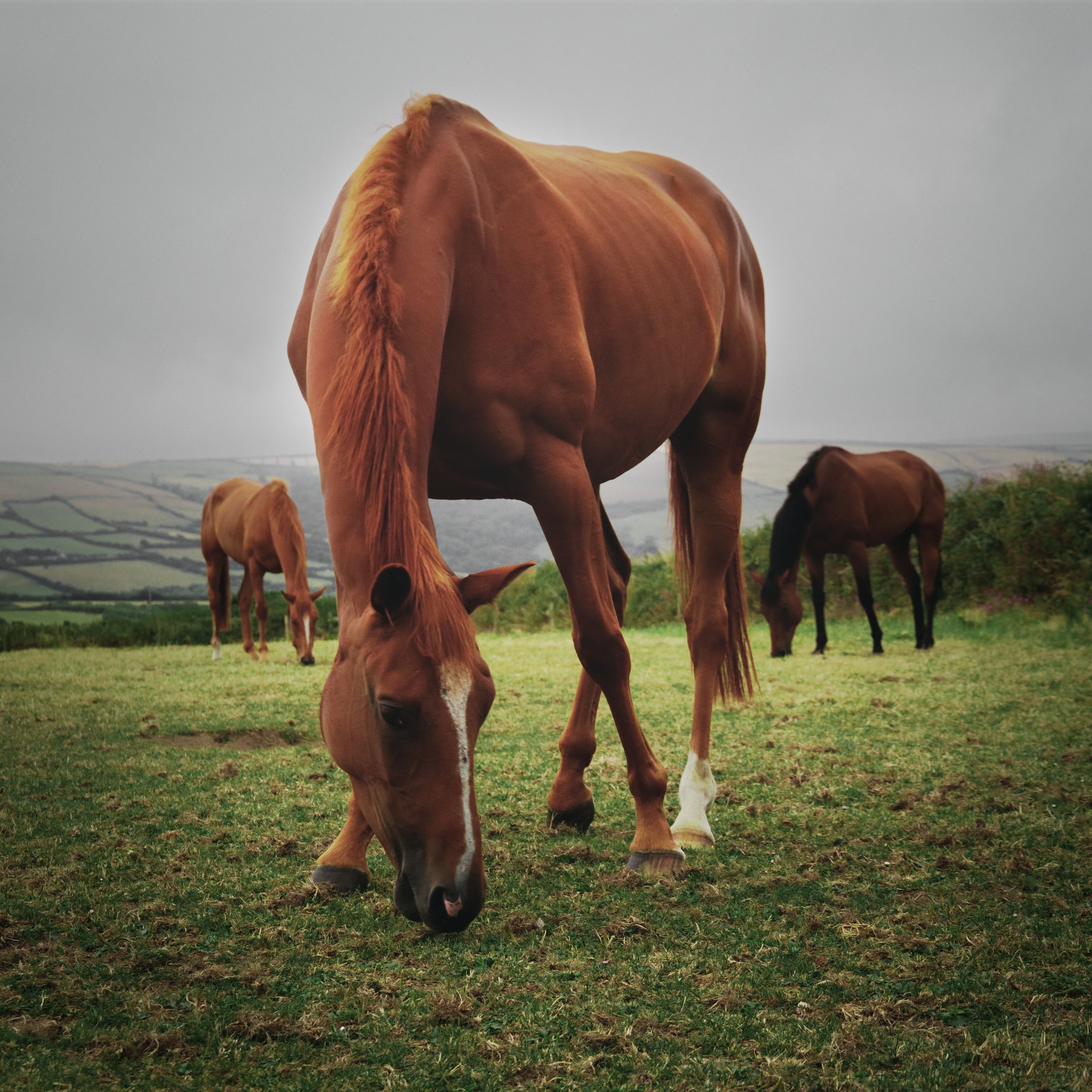 Types of Worms in Horses