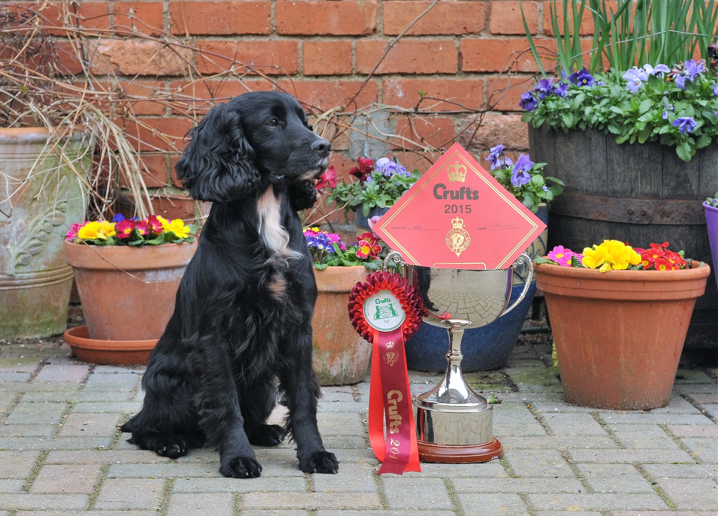 Crufts winner thrives on natural products