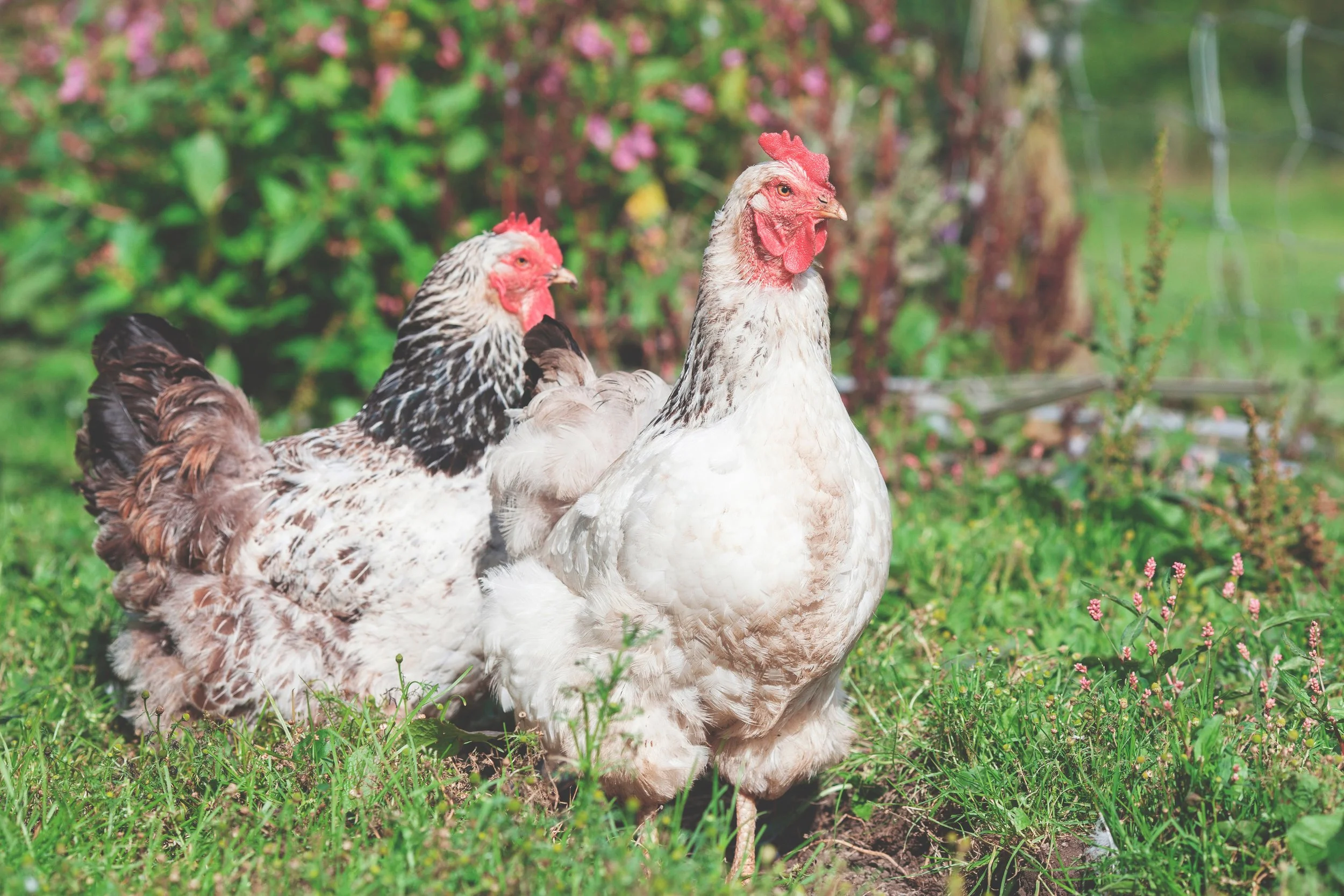 Top causes of stress in chickens — Natural Animal Health