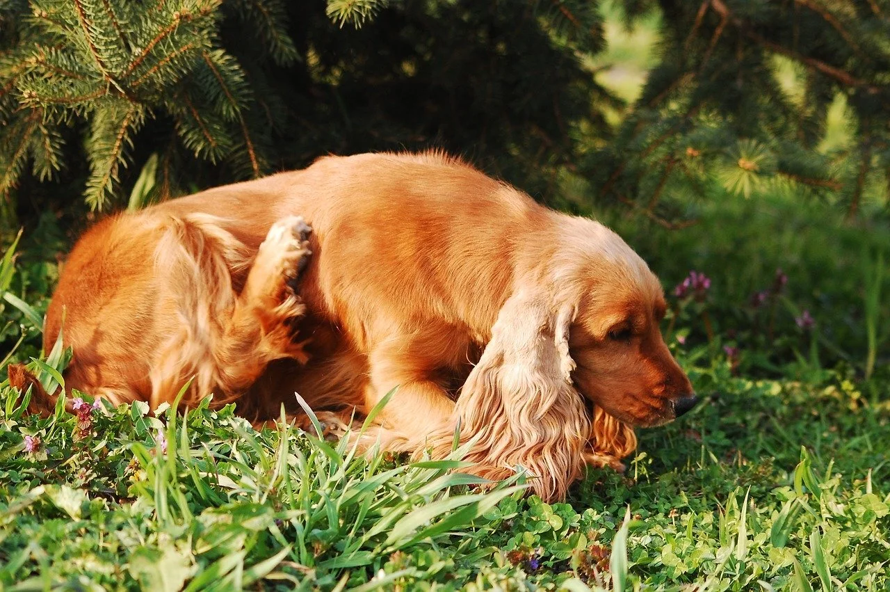 How to get rid of dog fleas