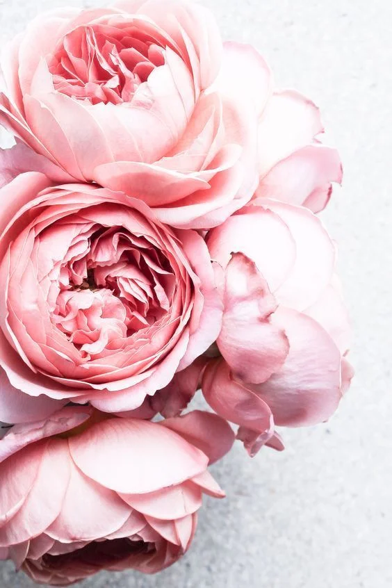 Peonies