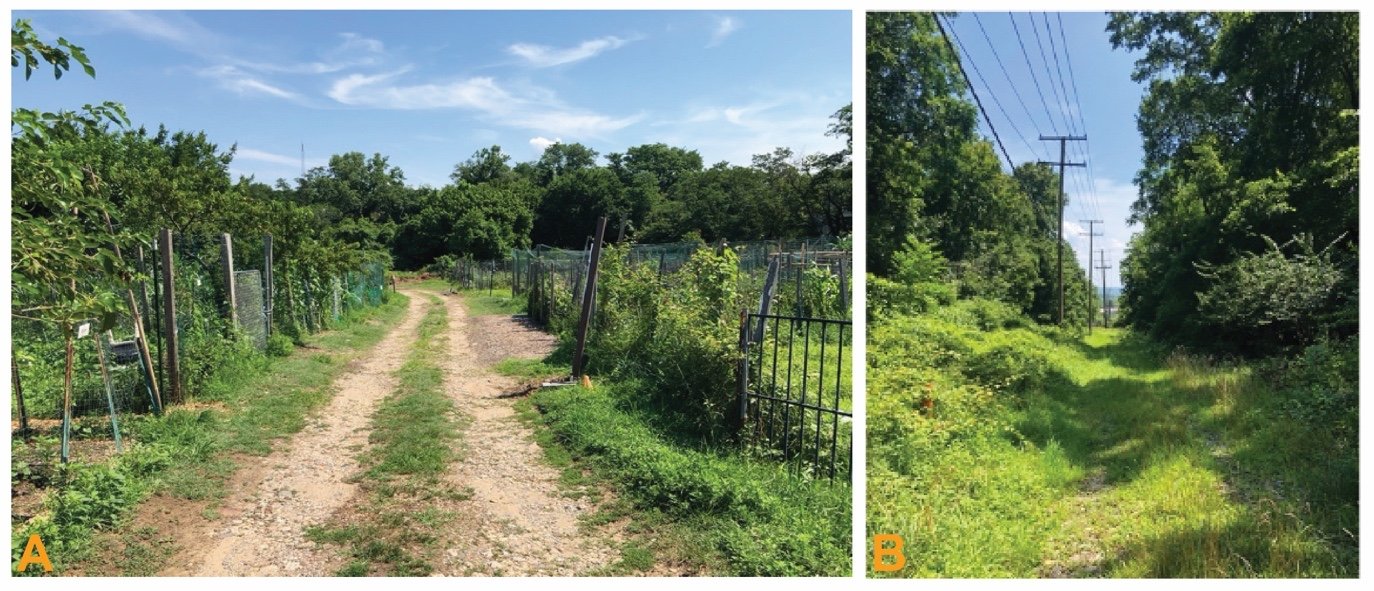  The service road in the Blair Road Community Garden (left) was formerly known as McCandless Place and is a remnant of the former street grid within the cultural landscape. Traces of the former Kennedy Street NE are located in Reservation 497c (Photo