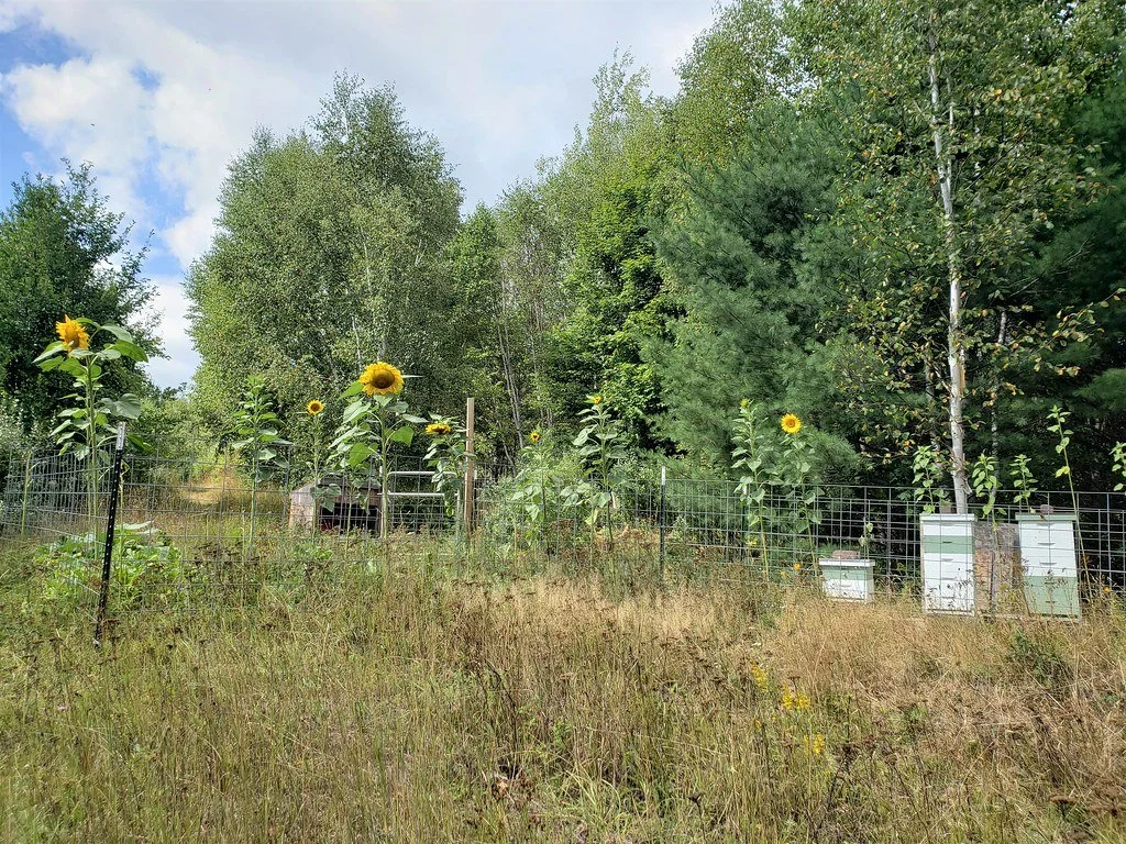 Sunflowers_and_apiary_by_Heather_Wendel.jpg