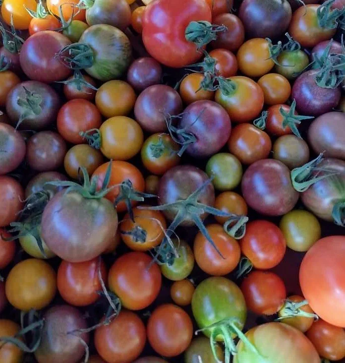 Whispering_Wild_Market_Farm_Tomatoes_by_Sarah_R.jpg