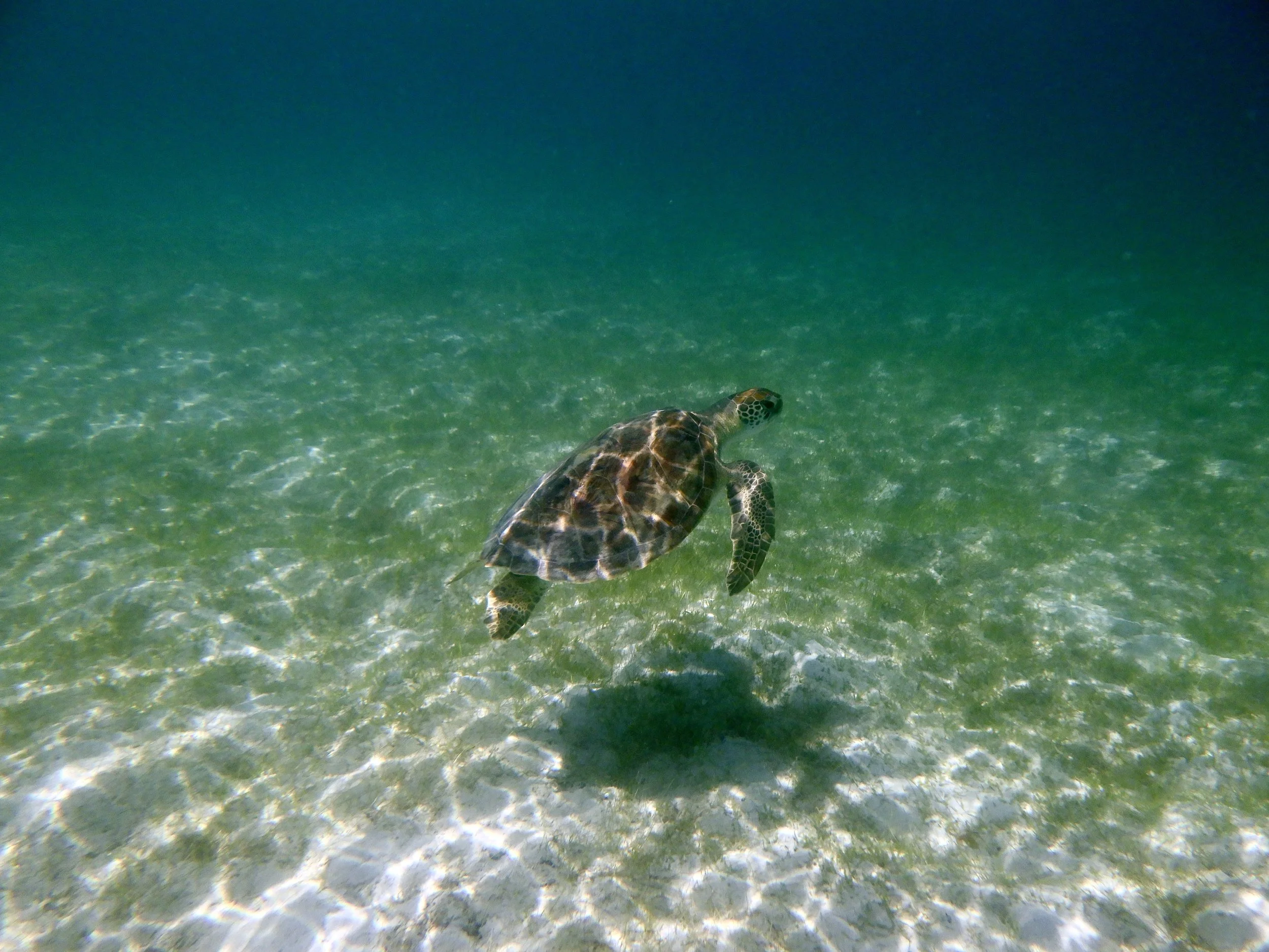 Sea Turtle swimming at Salt Pond Bay on St. John, USVI