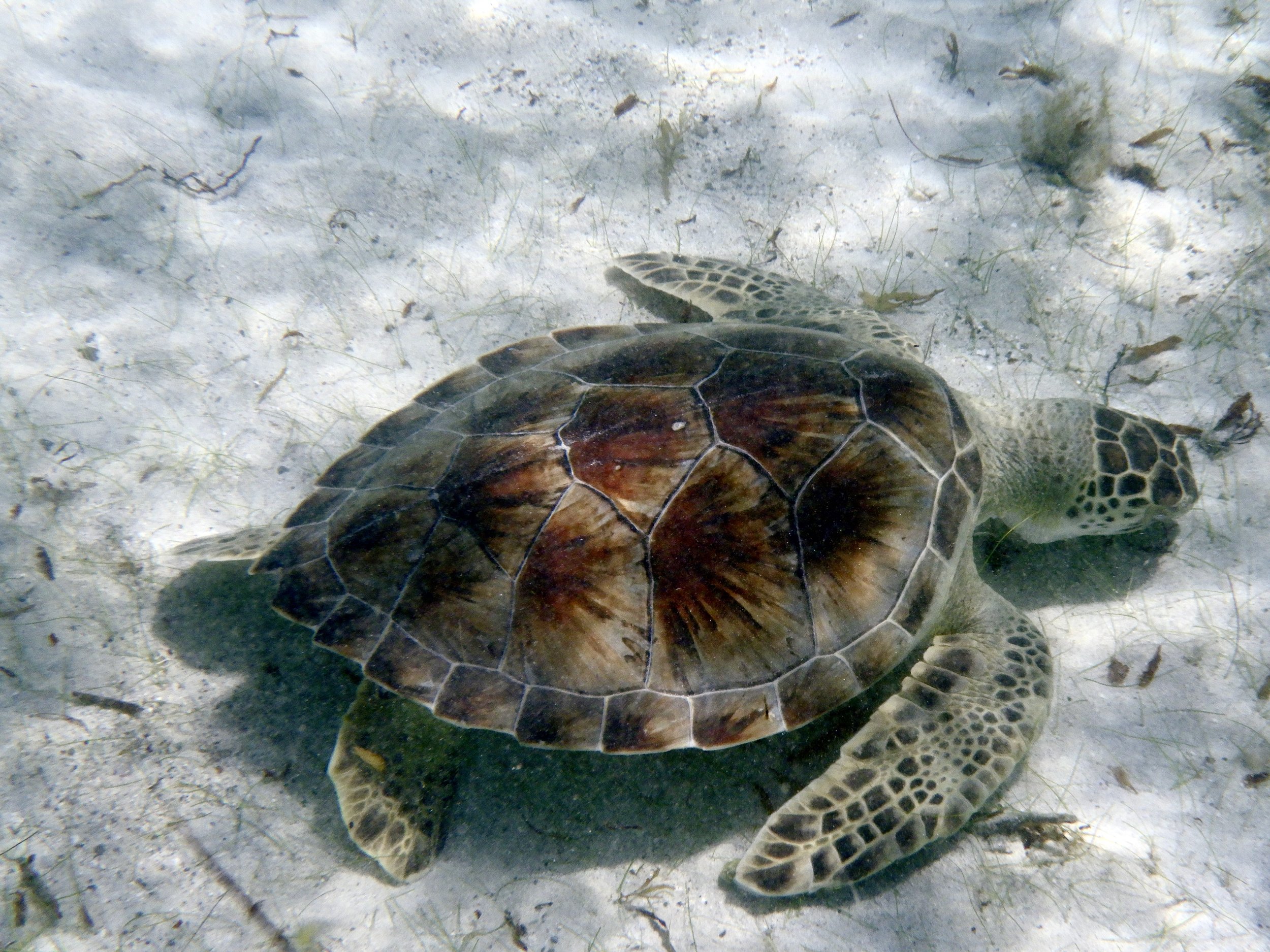 Sea Turtle Finds time to Relax at Salt Pond Bay on St. John, USVI