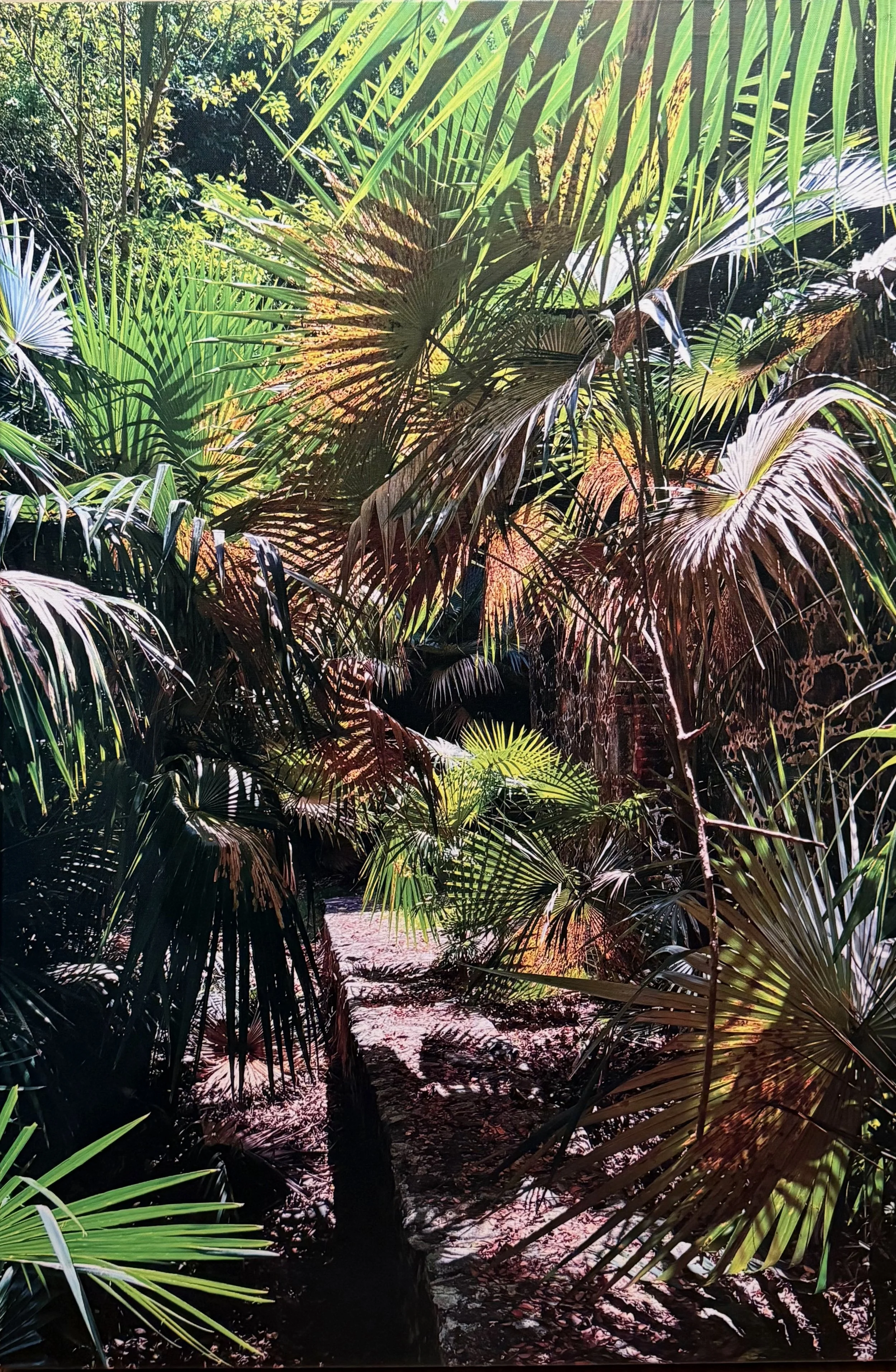 Splendor of Palms, St. John