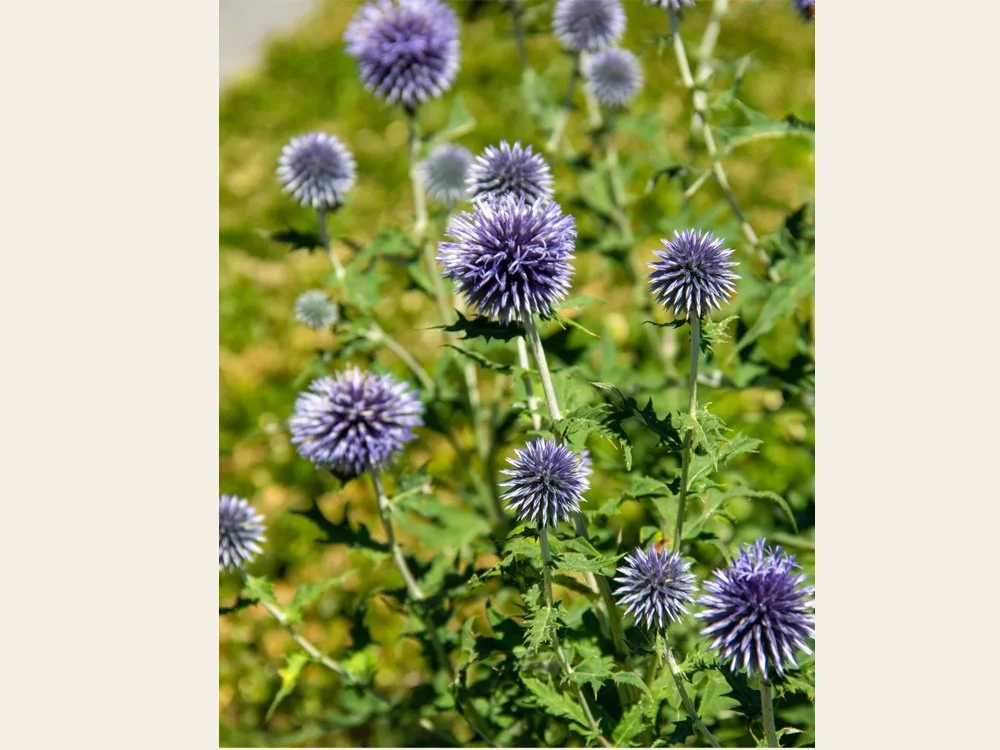 Globe Thistles Rising Majestically Among a Sea of Green