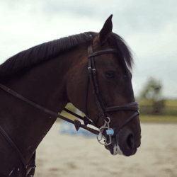 lise lang-willar hermès-Rodrigo Pessoa 3.gif