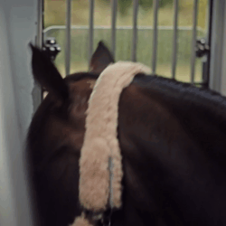 lise lang-willar hermès-Rodrigo Pessoa 5.gif