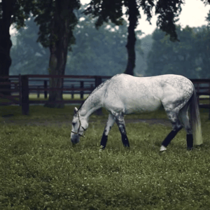 lise lang-willar hermès-Alexandra Paillot 1.gif