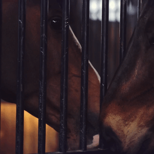 lise lang-willar hermès-Dan Neilson 4.gif