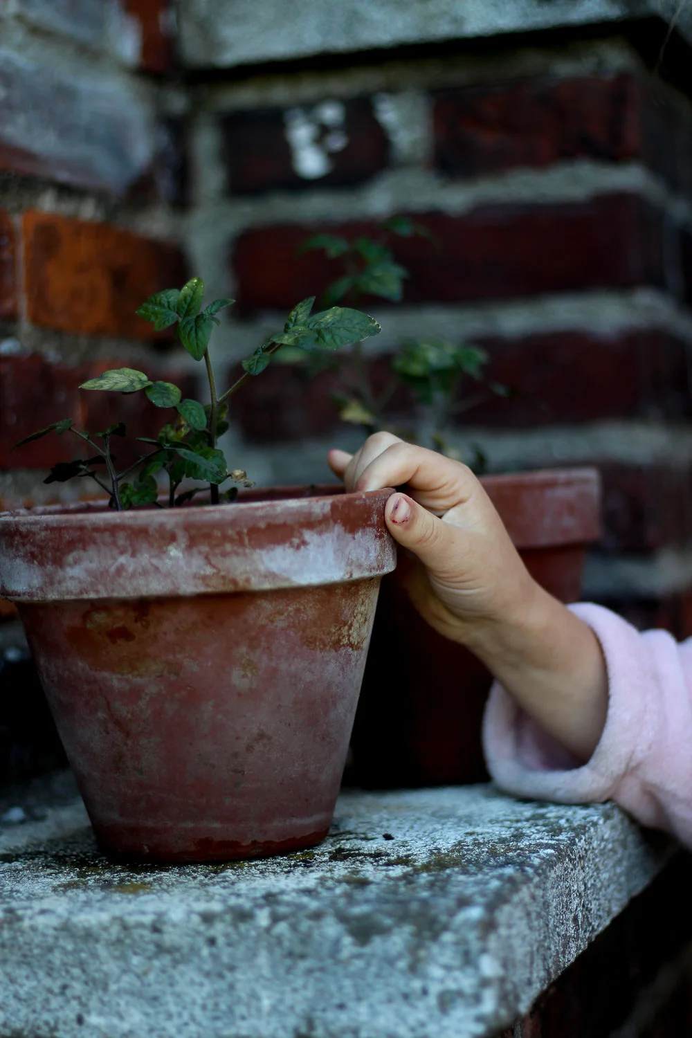 JEG KAN FÅ TING TIL AT GRO!