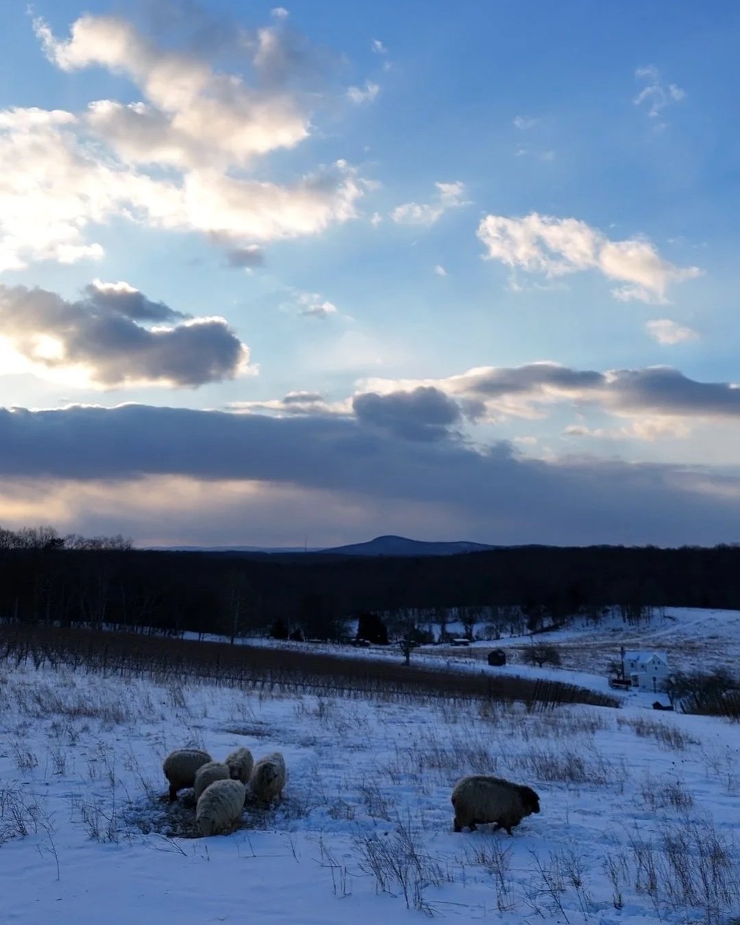 Regenerative Viticulture