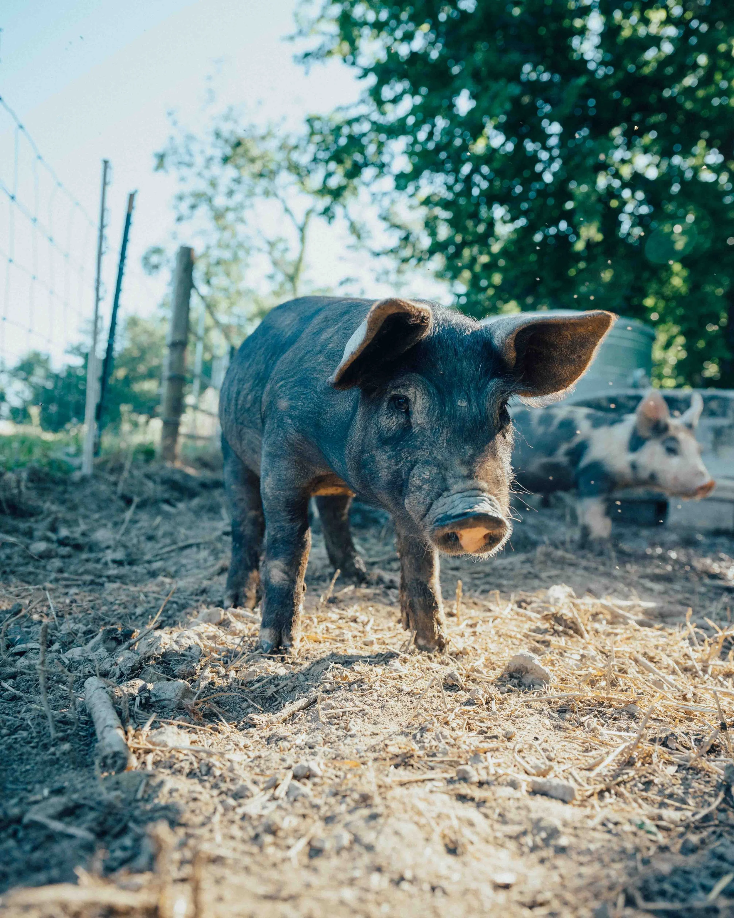 Built on Living Soil