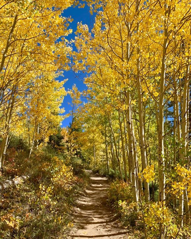 If Colorado is on your list of places to visit, consider coming to visit in mid-September. The Aspen trees begin to change color, lining every outdoor adventure with specks of gold. ✨🍂🍁✨🍂🍁✨🍂🍁✨🍂🍁