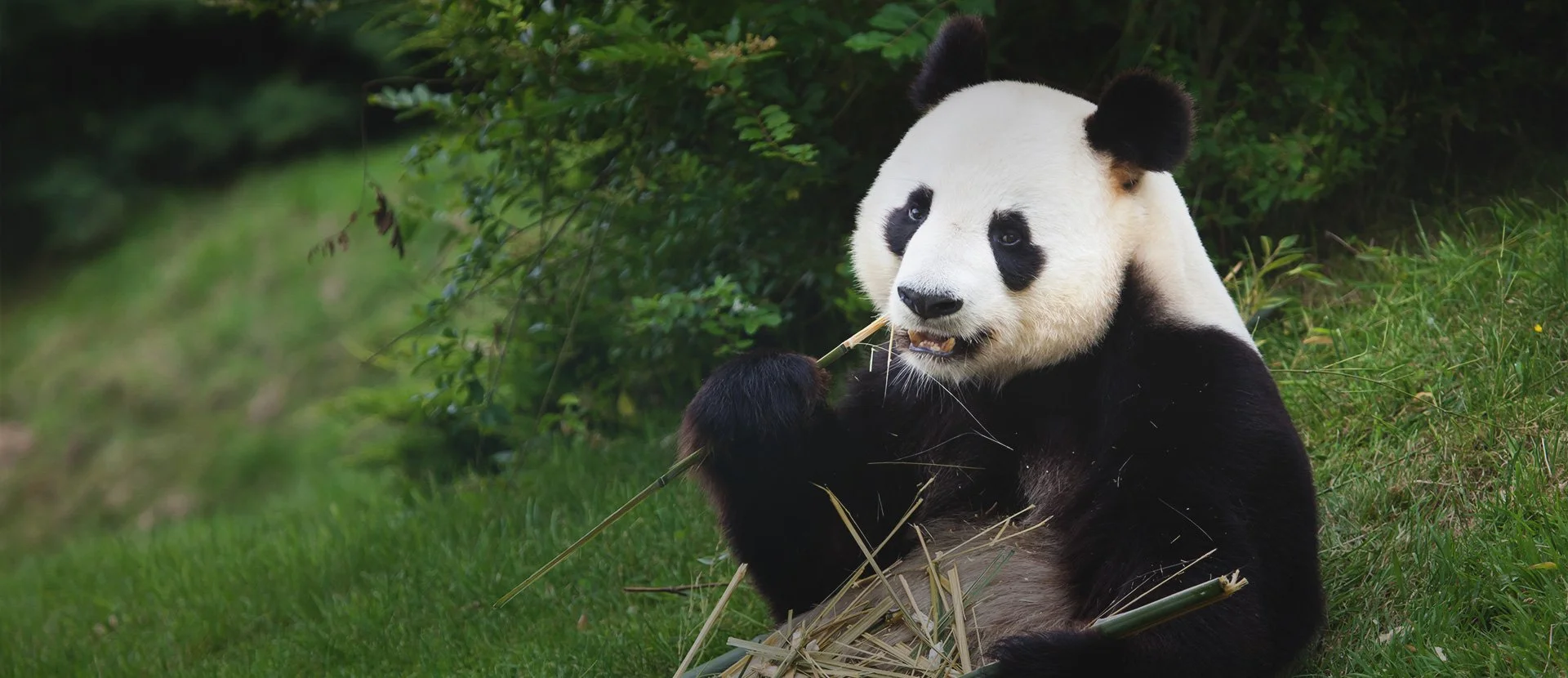 Let’s Help the Endangered Species Today