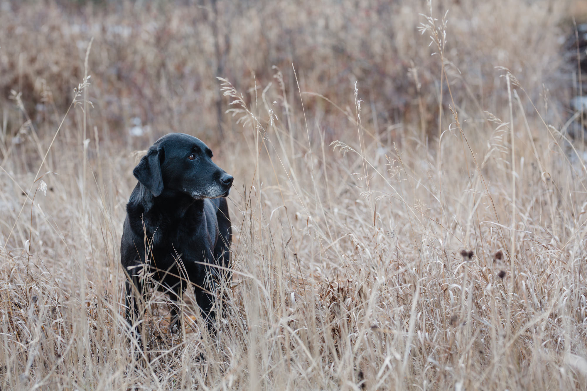 Small Animal — QVC