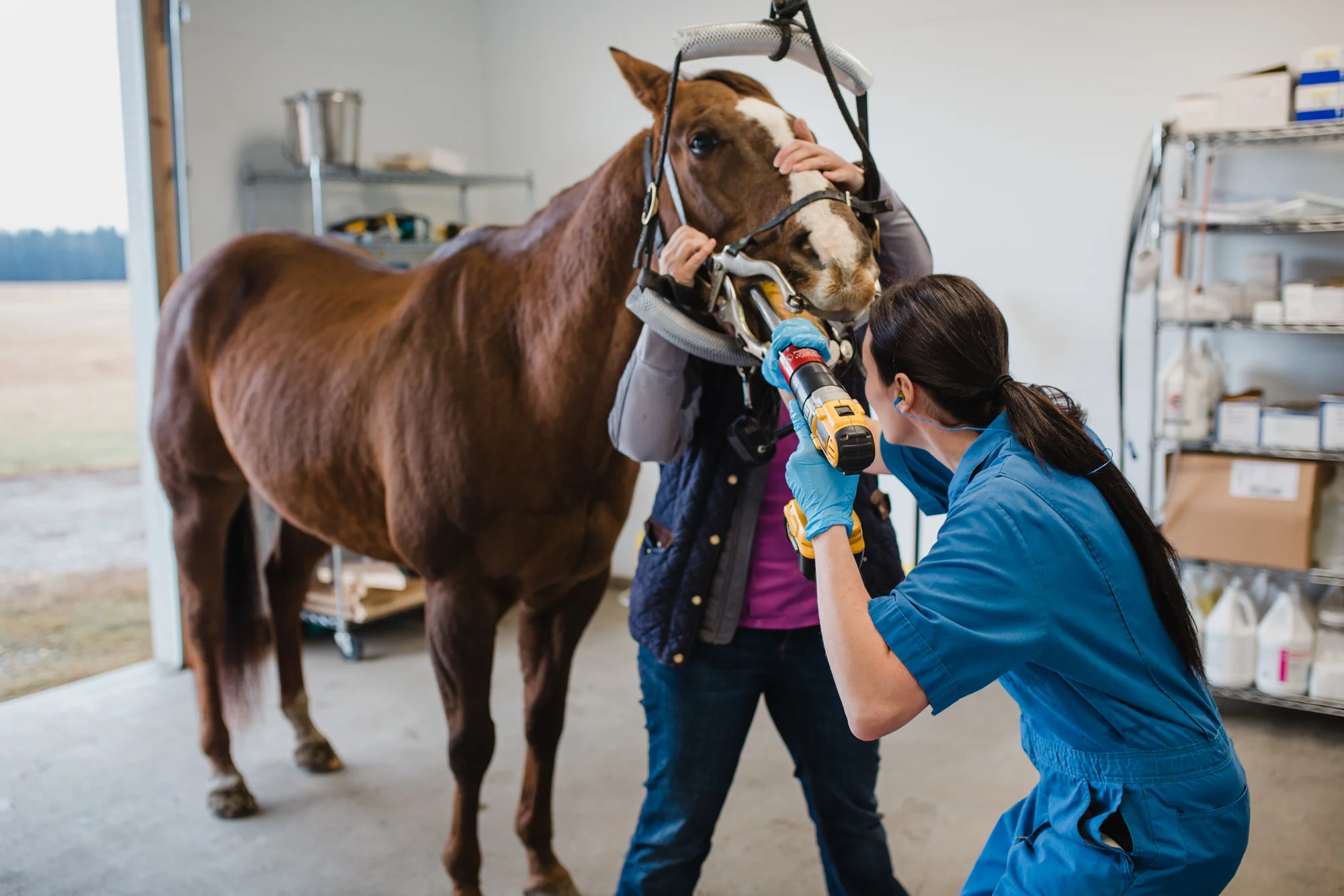 Veterinary Care Large Animal Hospital Near Me Pet Clinic Vca