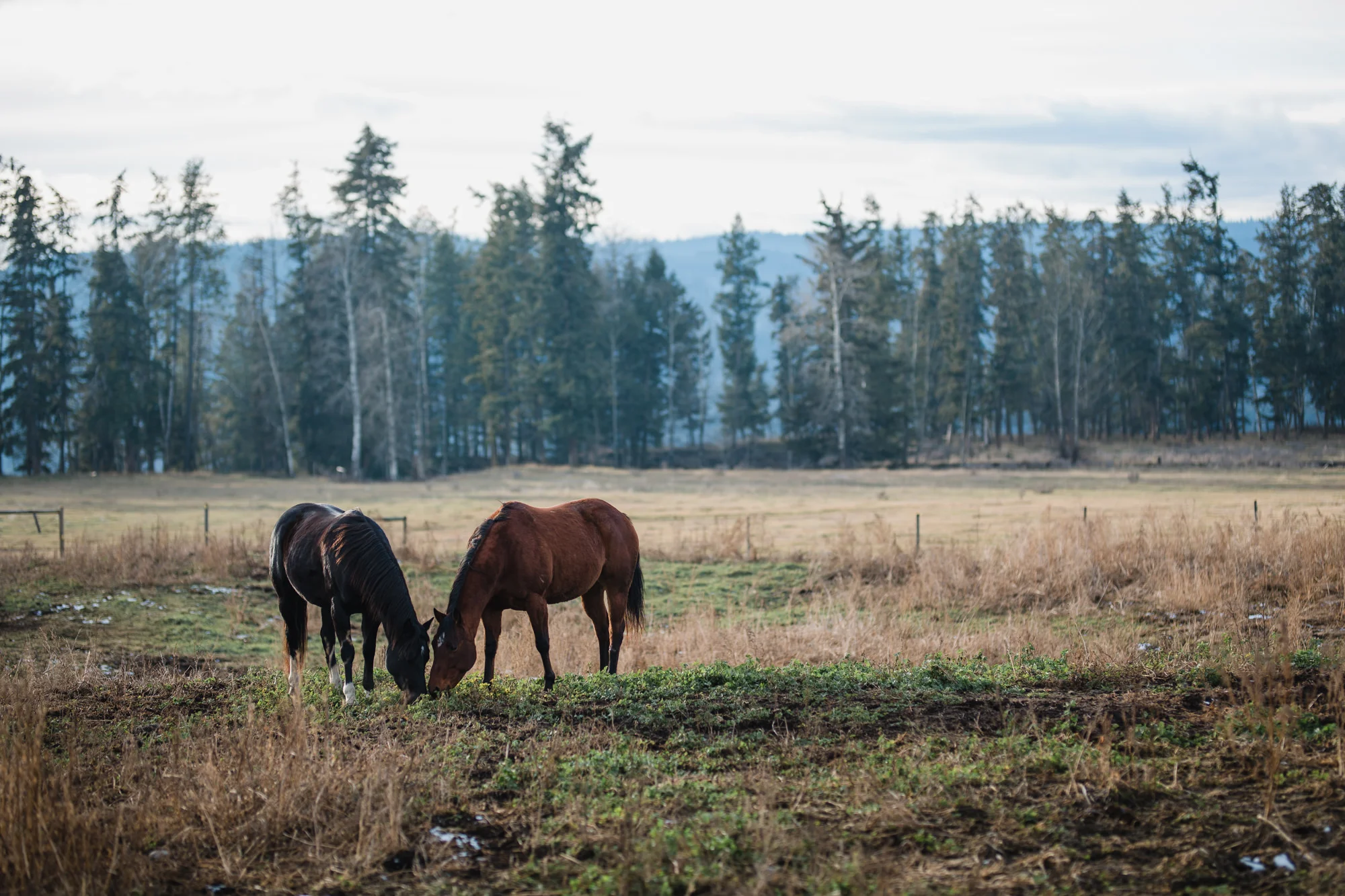 Large Animal — QVC
