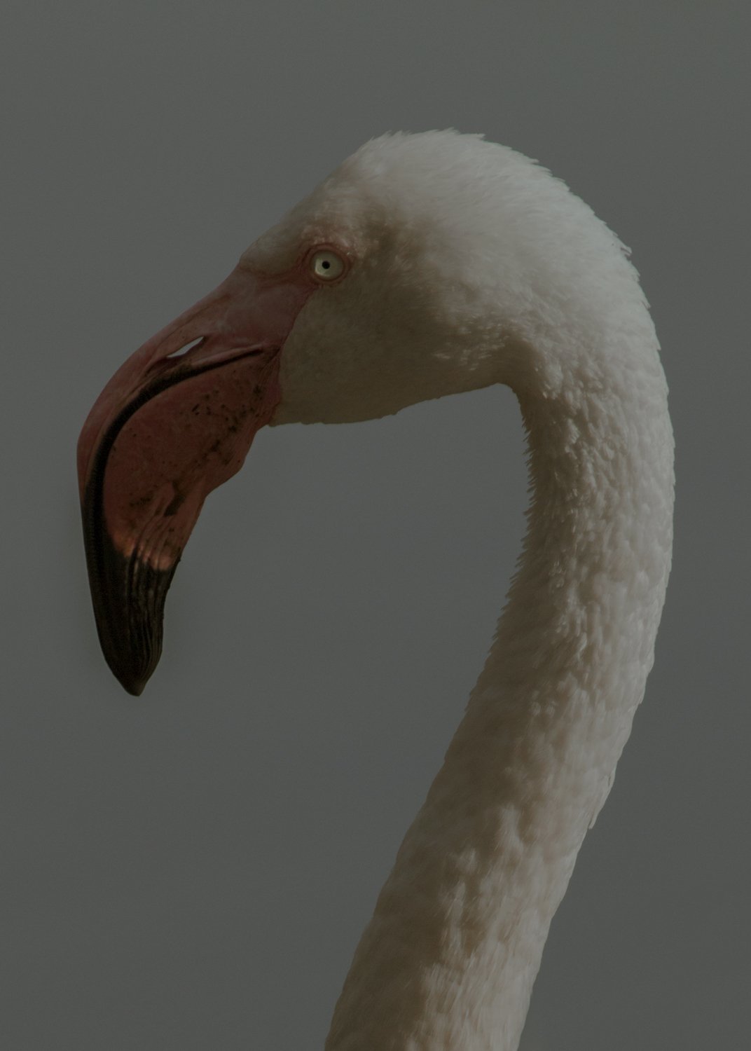 The Portrait of a Bird