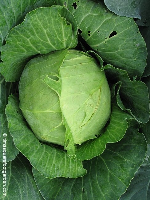 cabbage  2.jpg