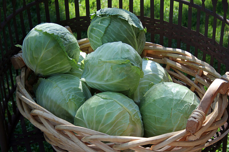 cabbage 5.jpg