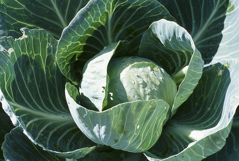 cabbage 7.jpg