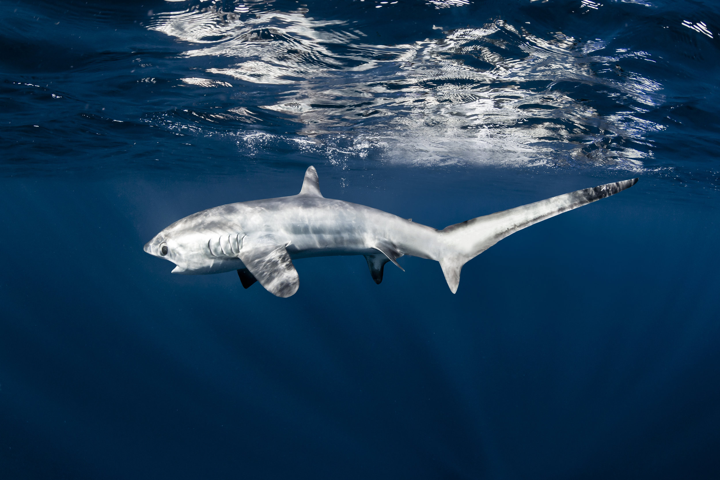 CITES CoP16 — CITES Sharks and Rays
