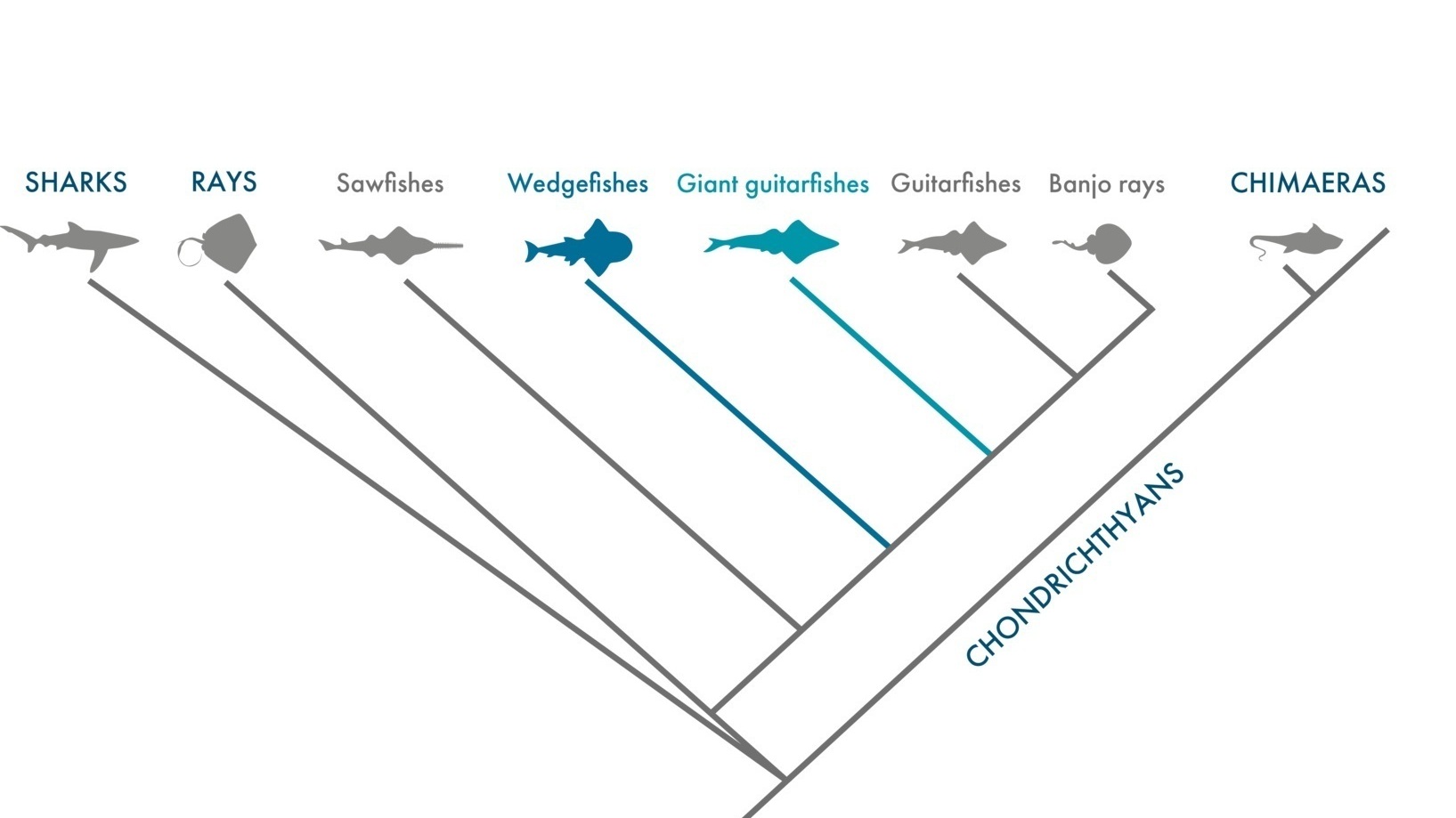 Phylogeny of giant guitarfishes and wedgefishes | Gulf Elasmo Project - Rima W. Jabado