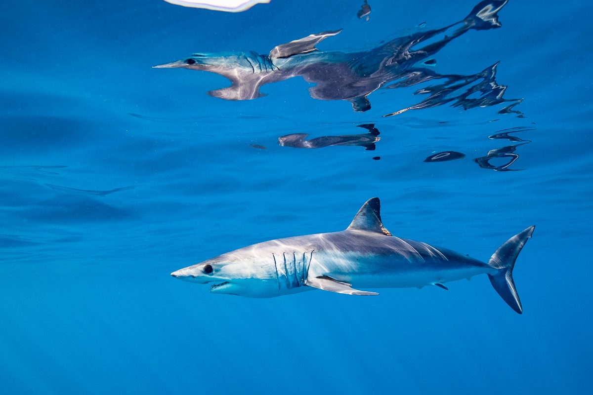 A mako shark off the coast of Baja, Mexico | Steve De Neef
