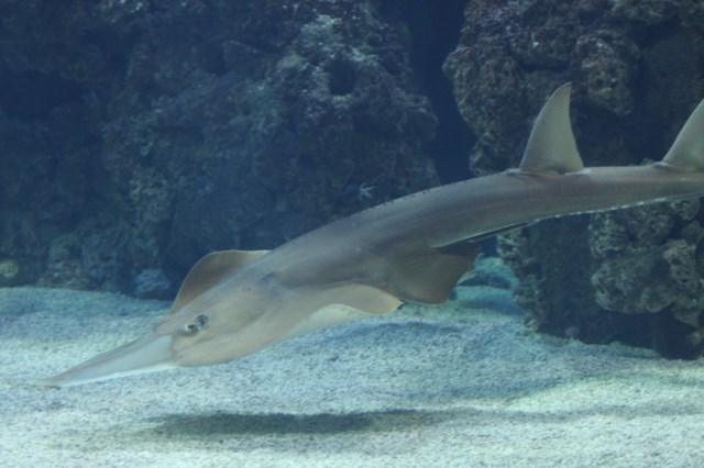 guitarfish2_Pierre de Chabannes.jpg