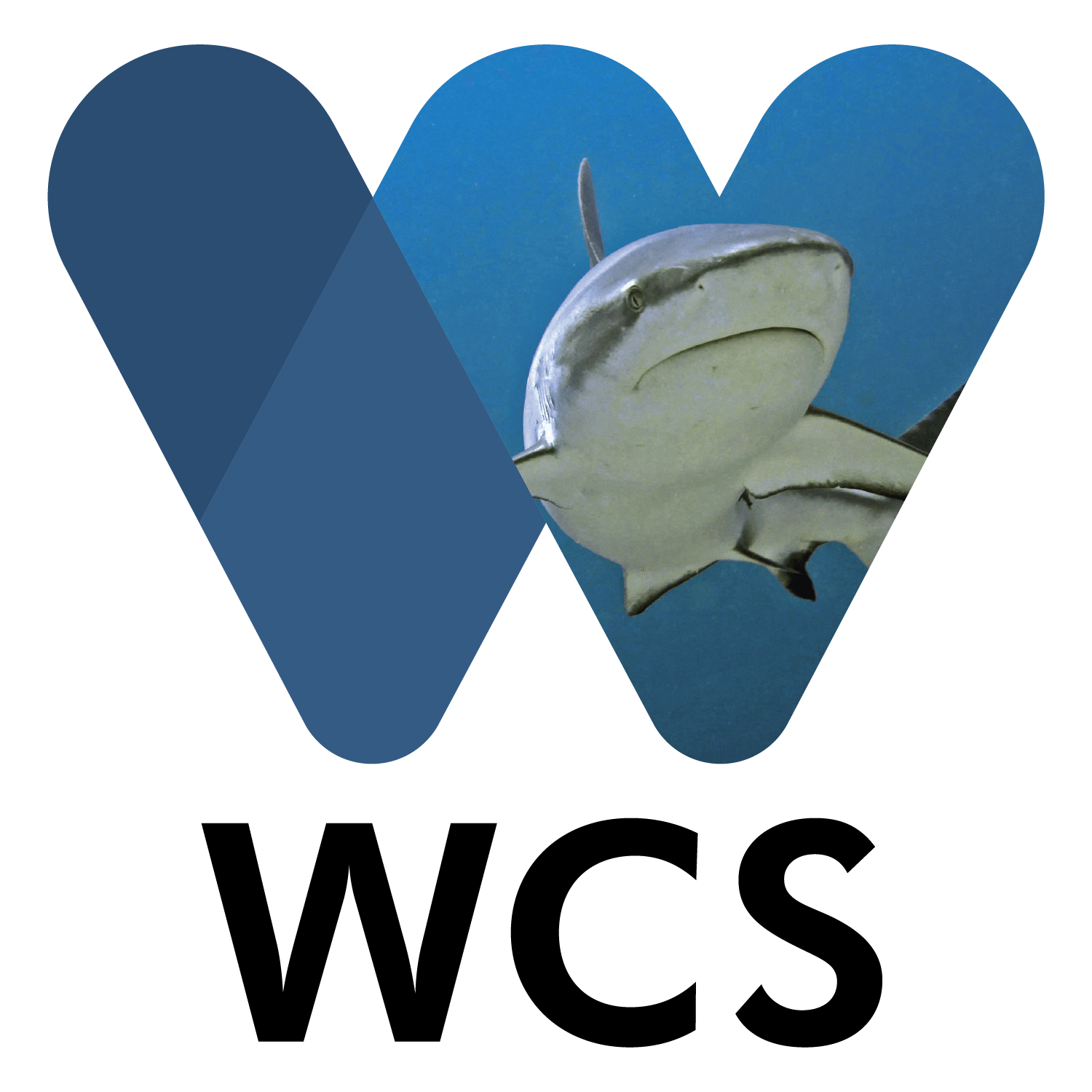 WCS_Shark.png