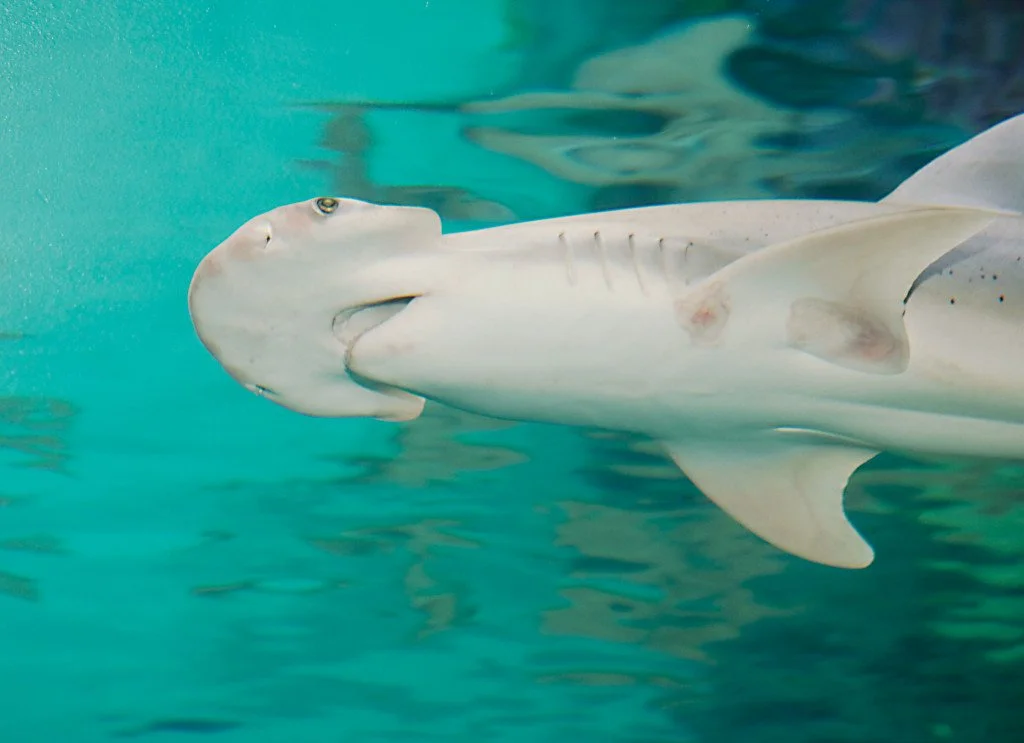 Three Best Bonnethead Shark Recipes – QUOMZR