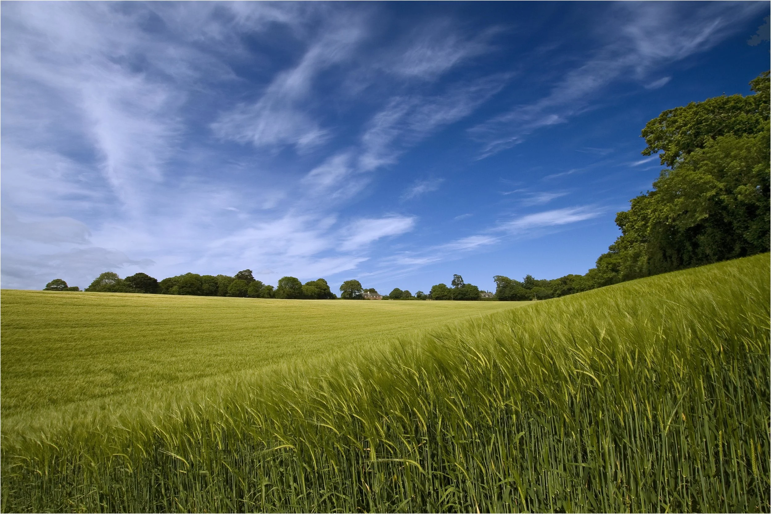 barley.jpg
