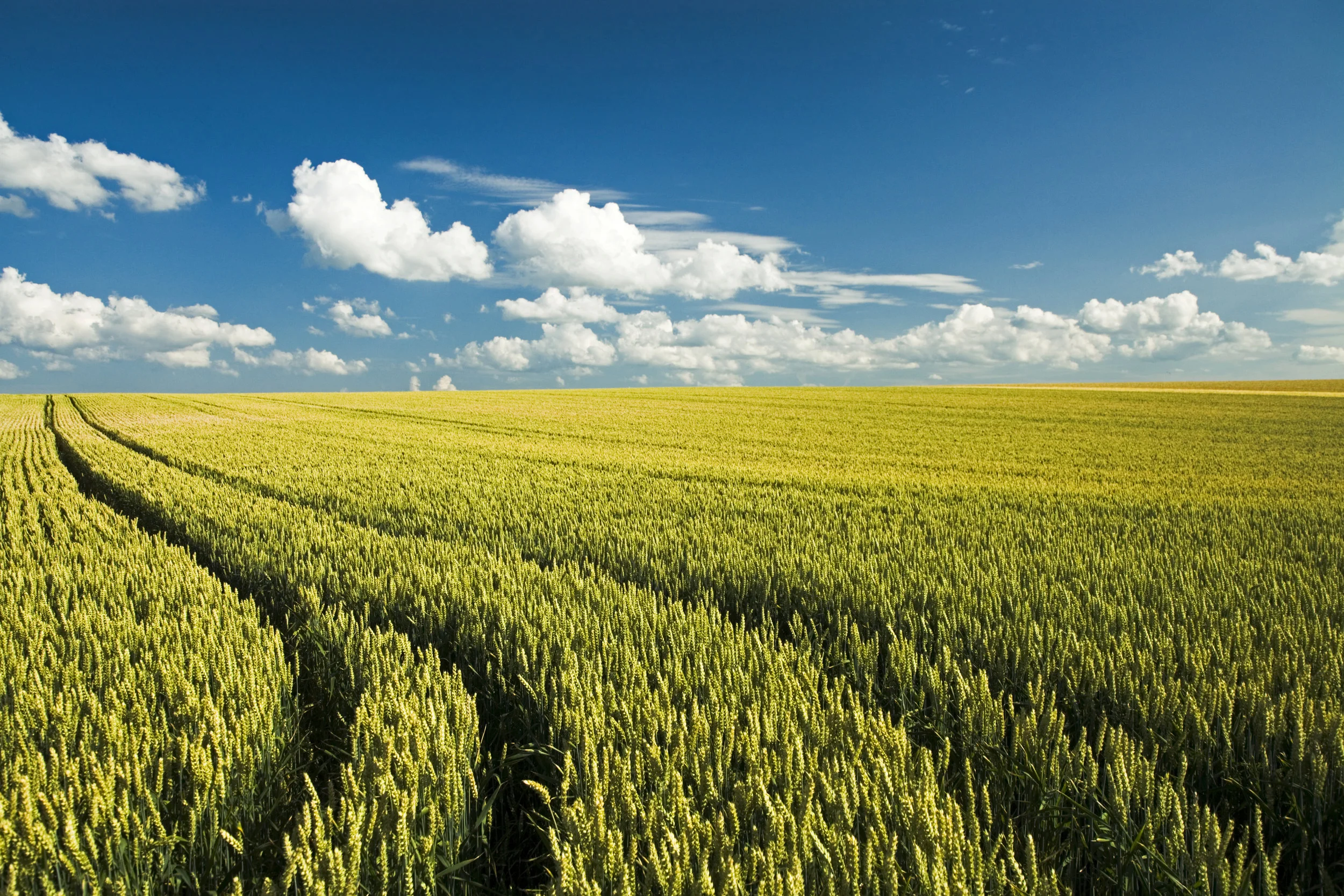 iStock_000002101722XXLarge.jpg
