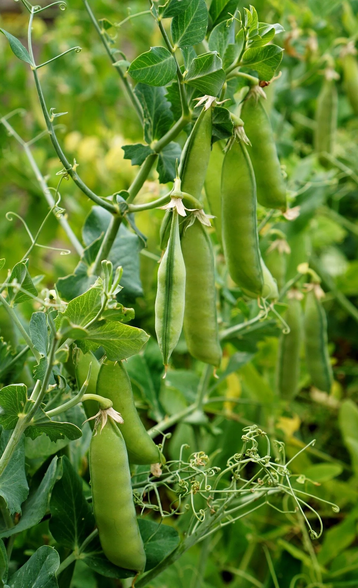 peas-2341718_1920.jpg