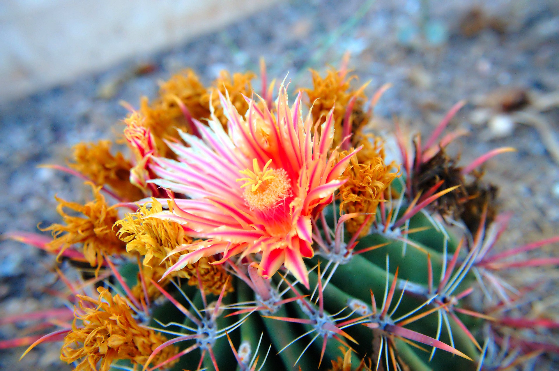 cactus-3560014_1920.jpg