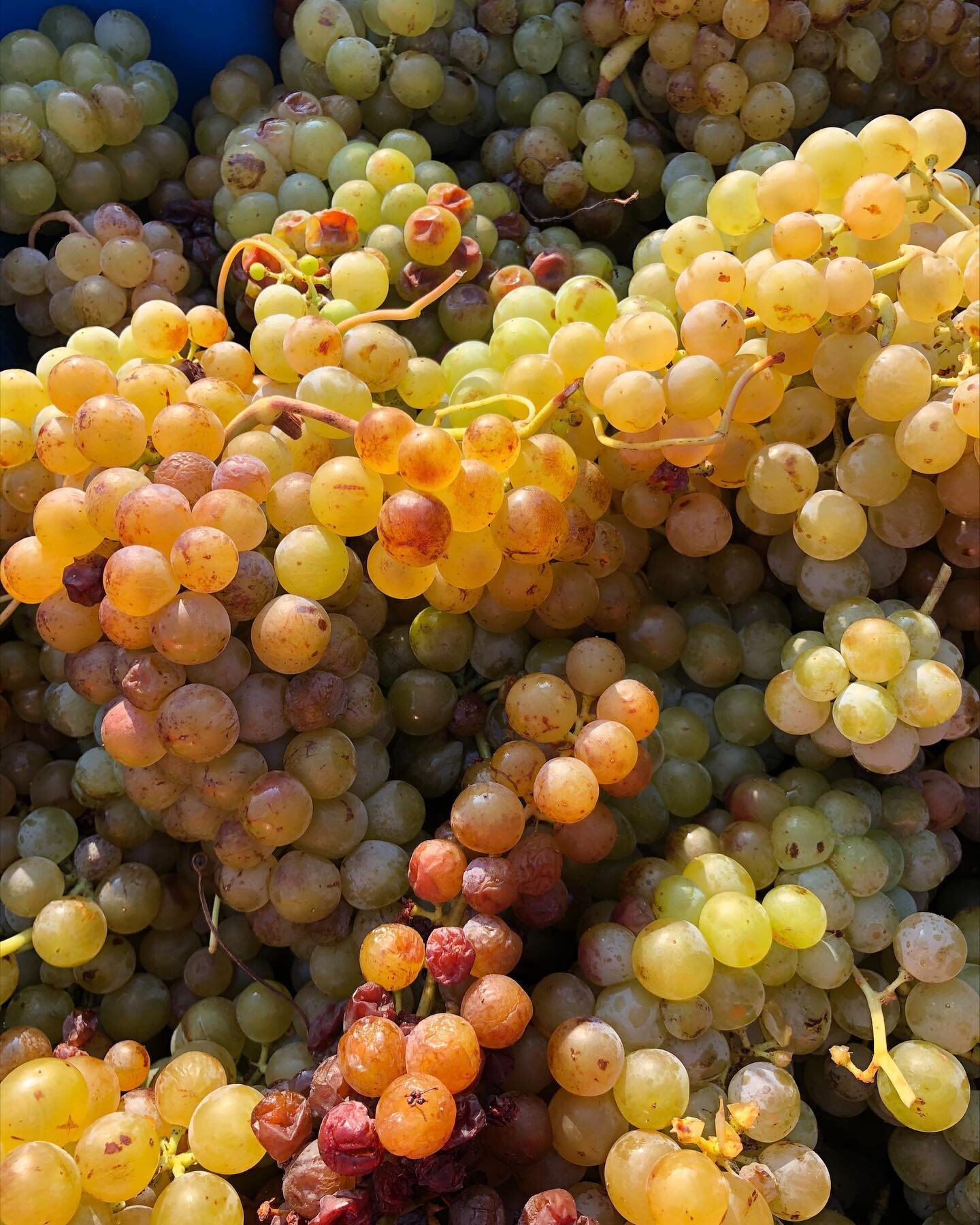 These just in: harvest pictures from our man @gezalenkey at @lenkeypinceszet in M&aacute;d, Tokaj. I was really concerned about this vintage after reports of an extremely dry and hot summer from all around Hungary. But it appears to be a beautiful vi