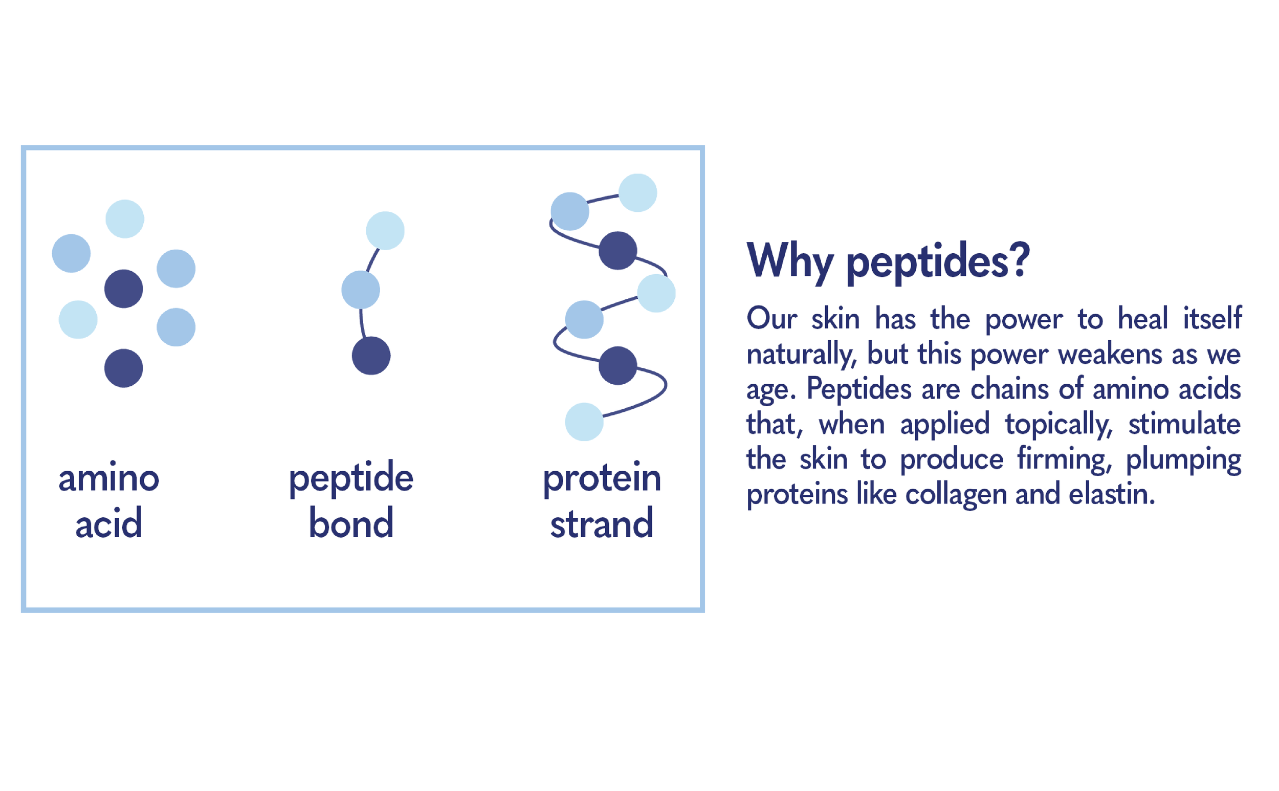 peptides-01.png