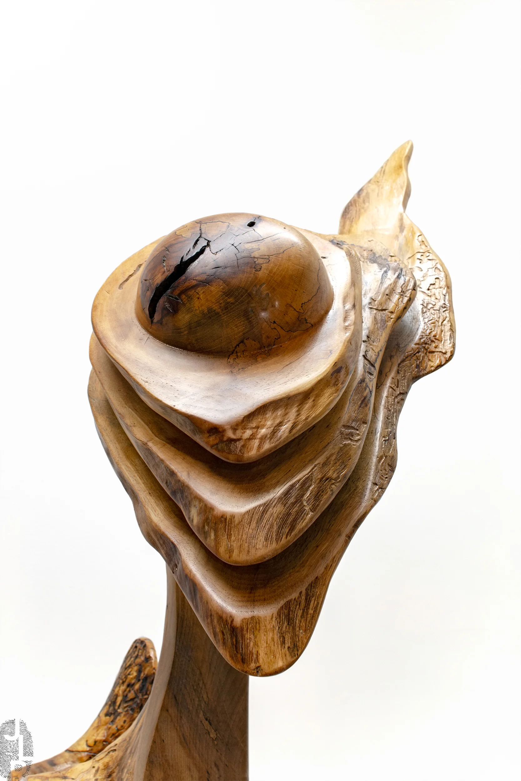 Unidentified Species top close-up