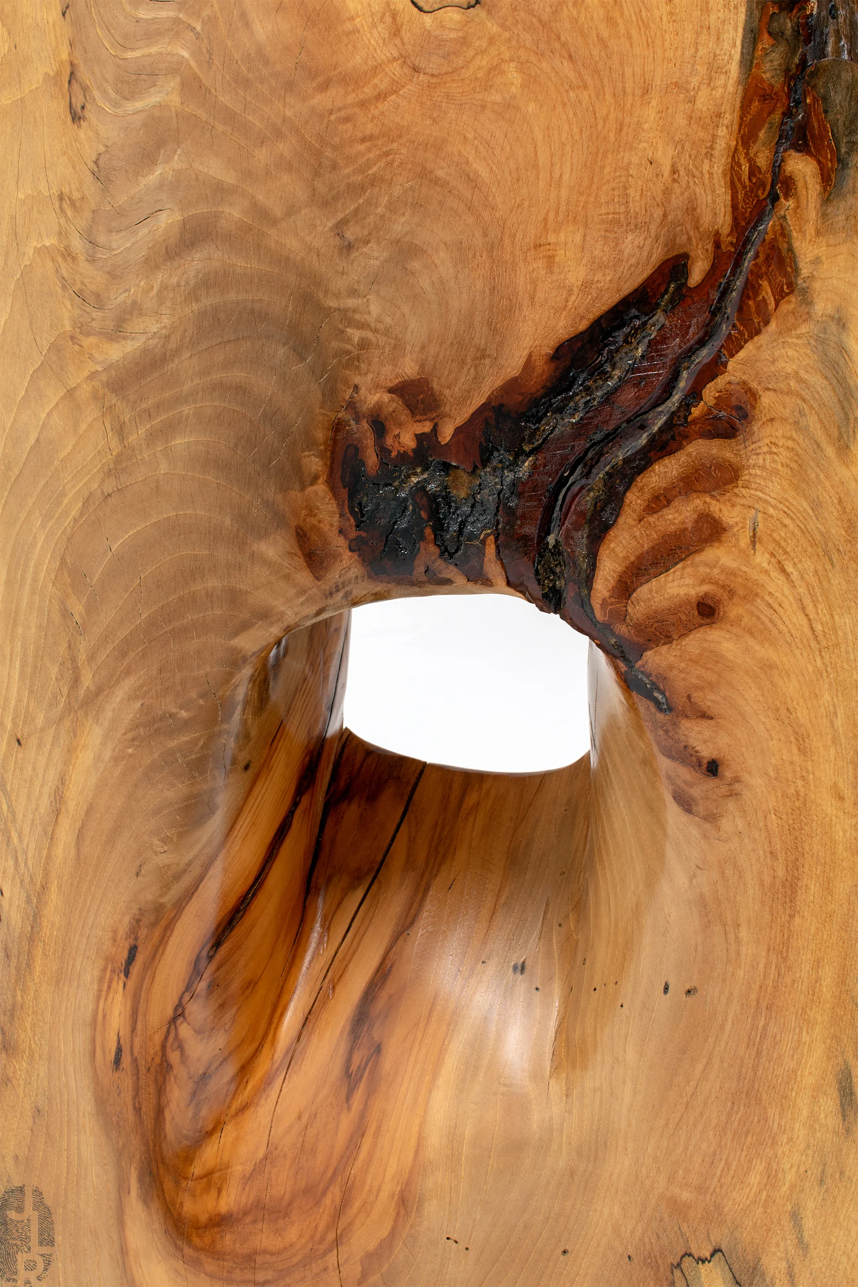 Unidentified Species close-up