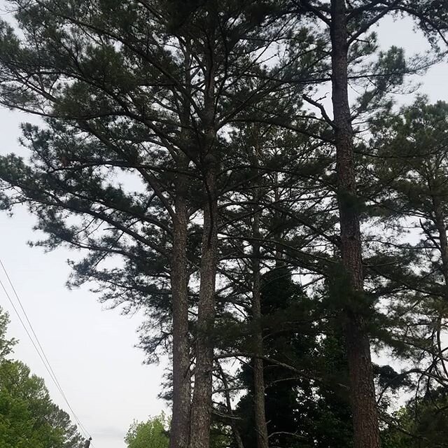 Me and my home dog Steve-O with @top_notch_cuts_ attempted and conquered the impossible