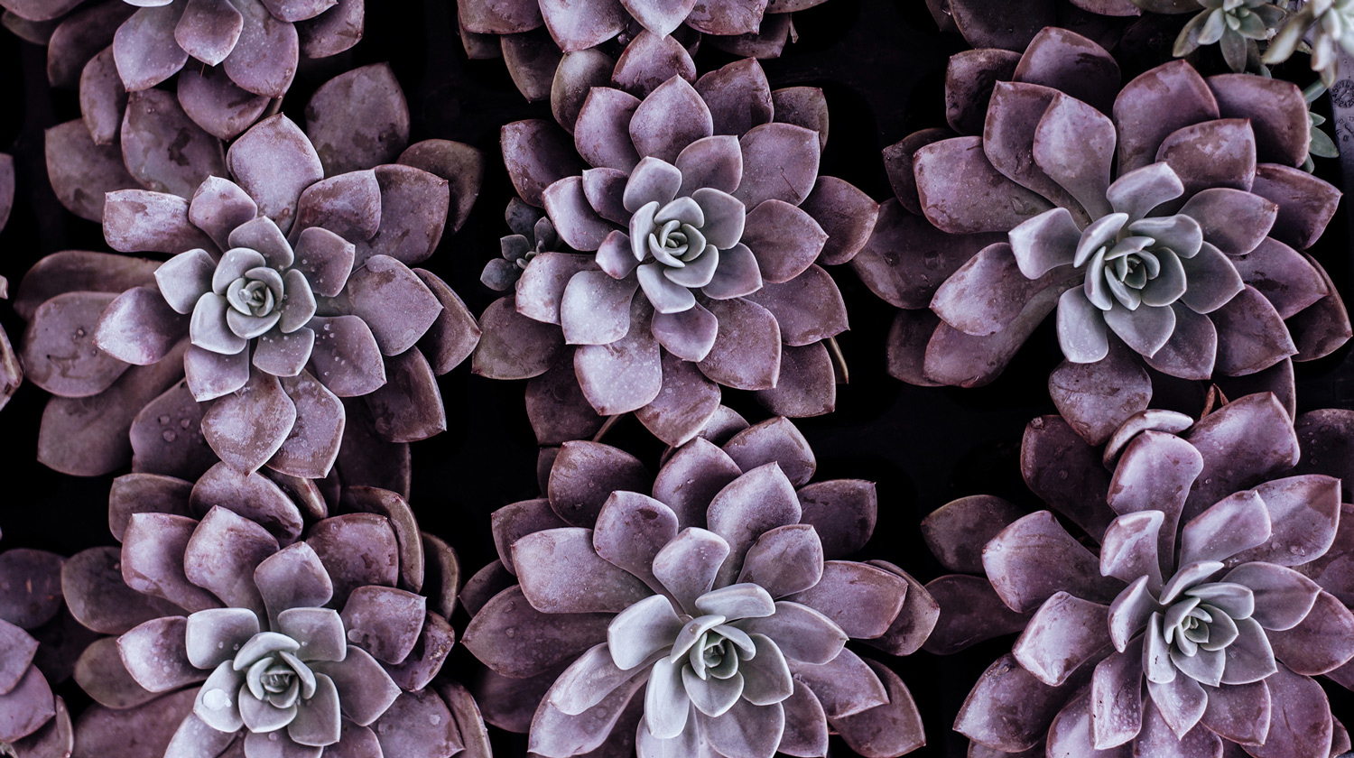 banner-about-annie-spratt-unsplash-rev.jpg
