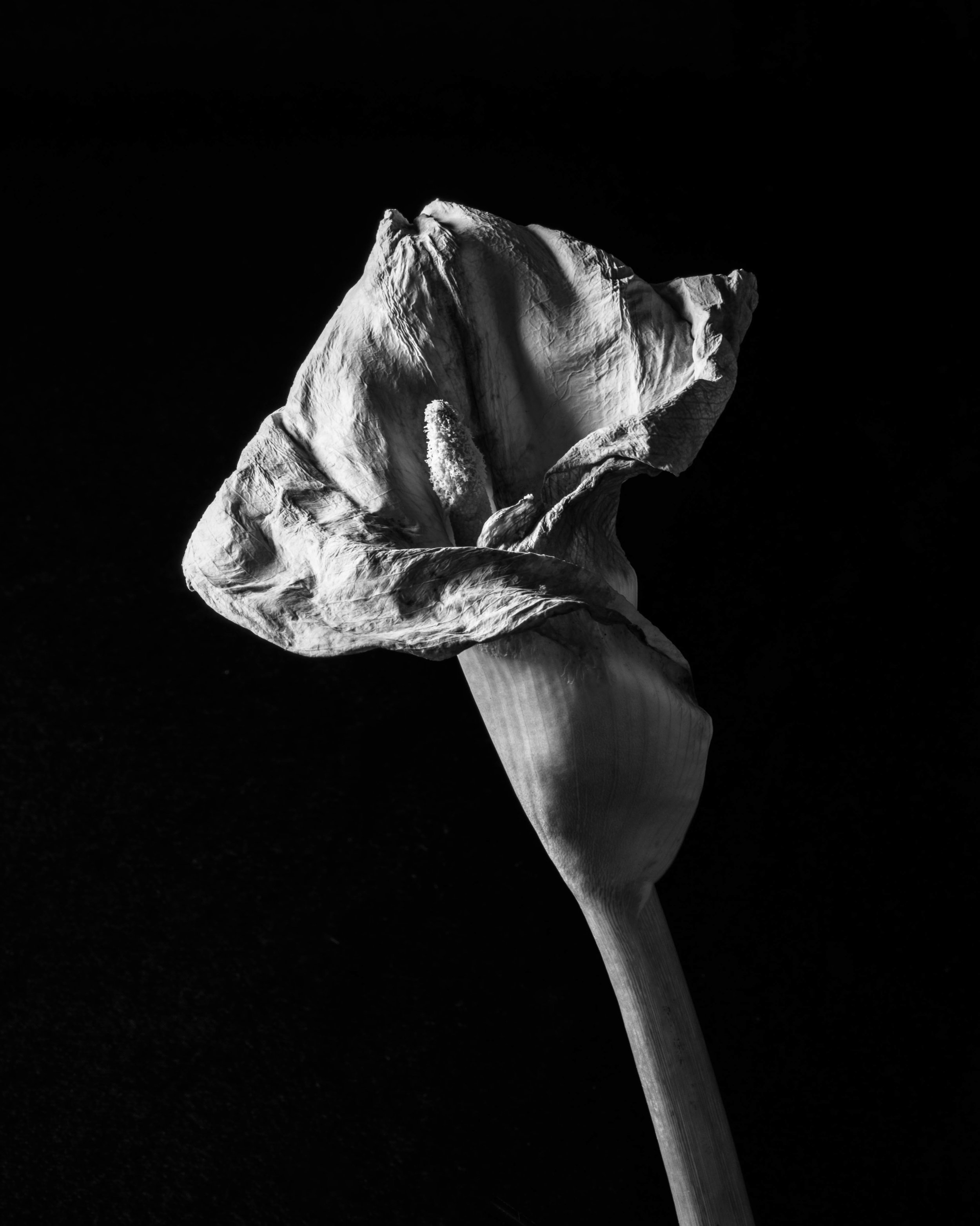 PC_2018_0999 copy.jpg